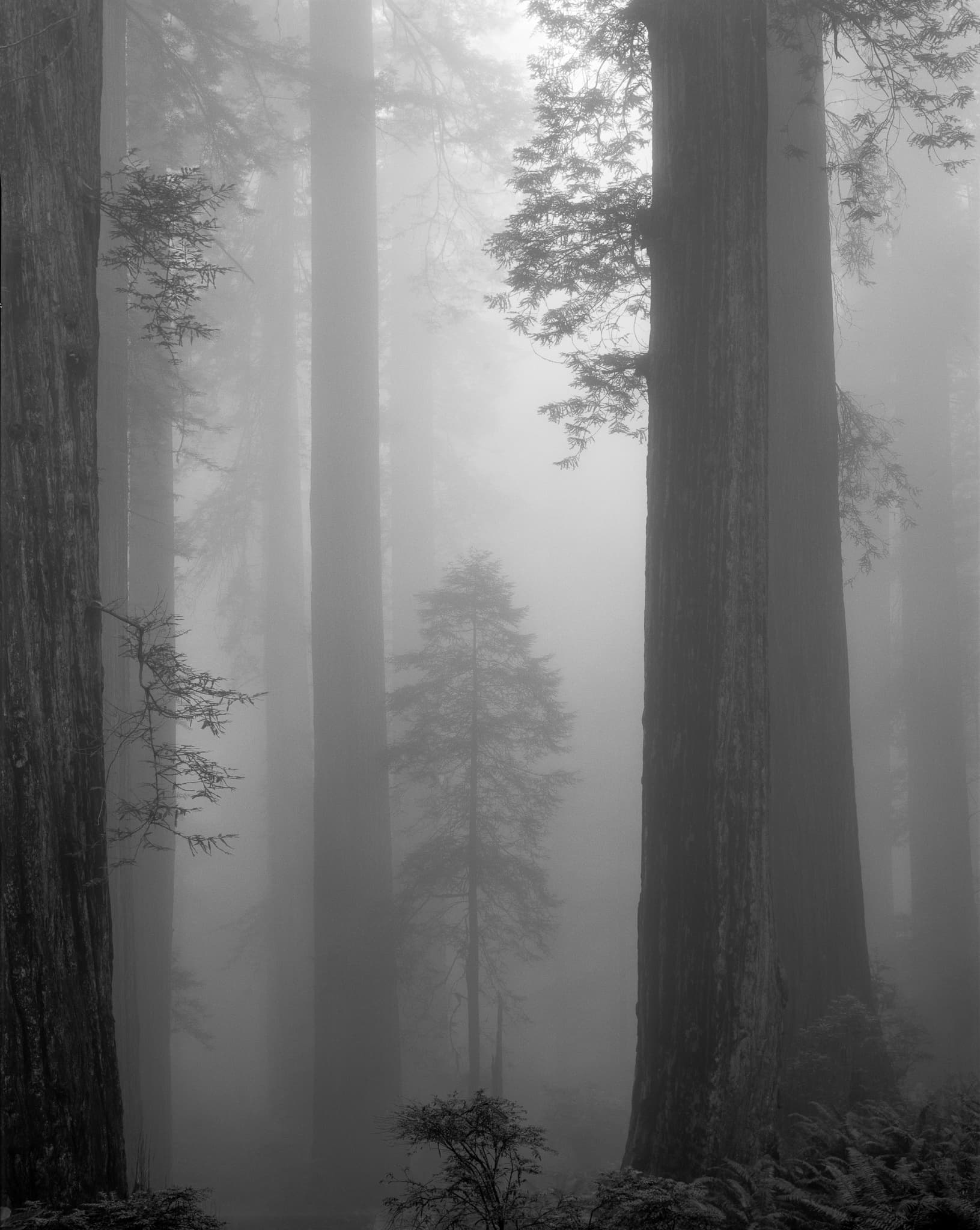 A young coast redwood, itself a large tree by any ordinary measure, looks small against the old-growth surrounding it in a Northern California grove. Photograph by Marty Quinn