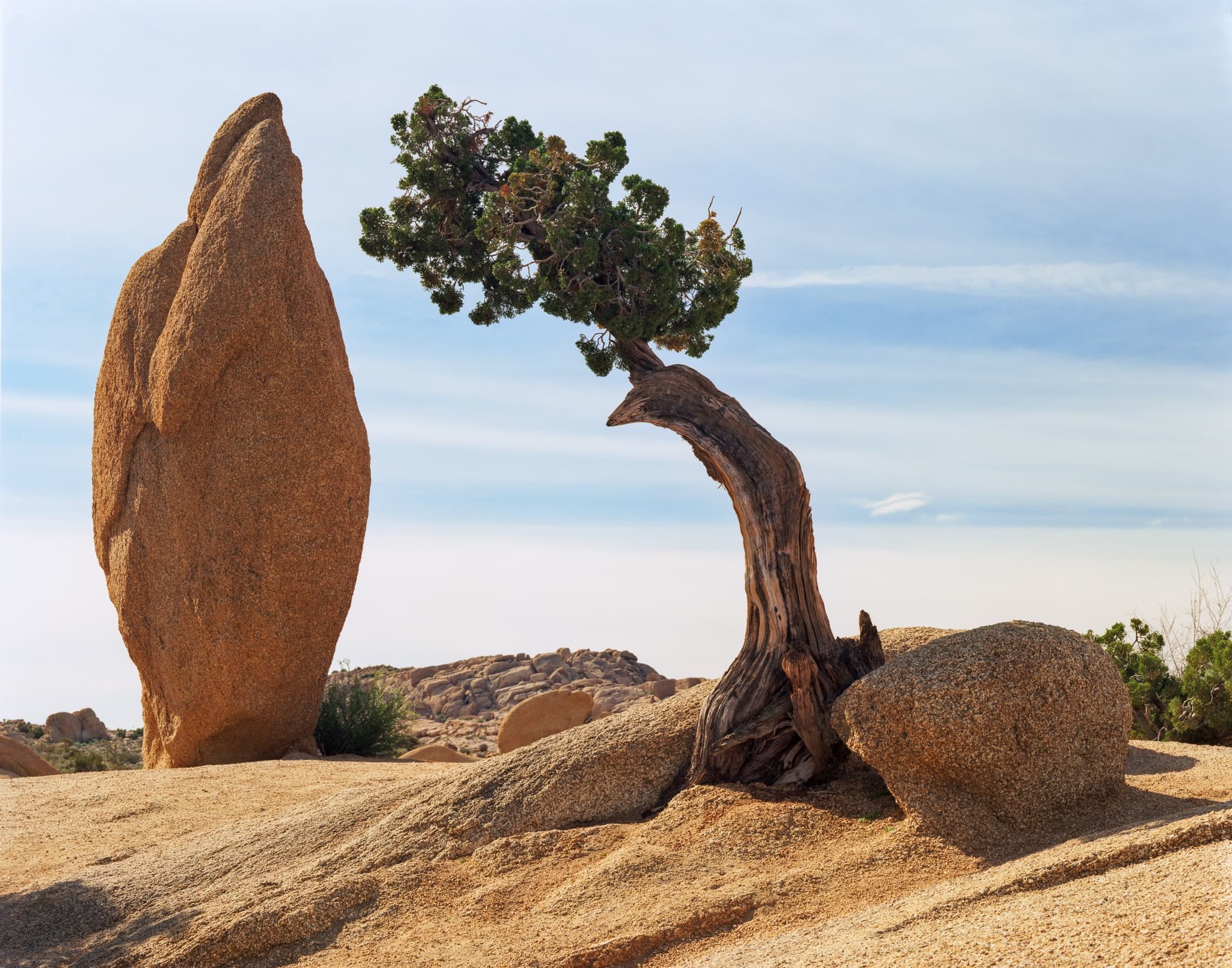 A rock spire and a curved pinyon pine in Joshua Tree National Park — winter morning, Kodak Ektar 100 on a Tachihara 4x5, California. Photograph by Marty Quinn