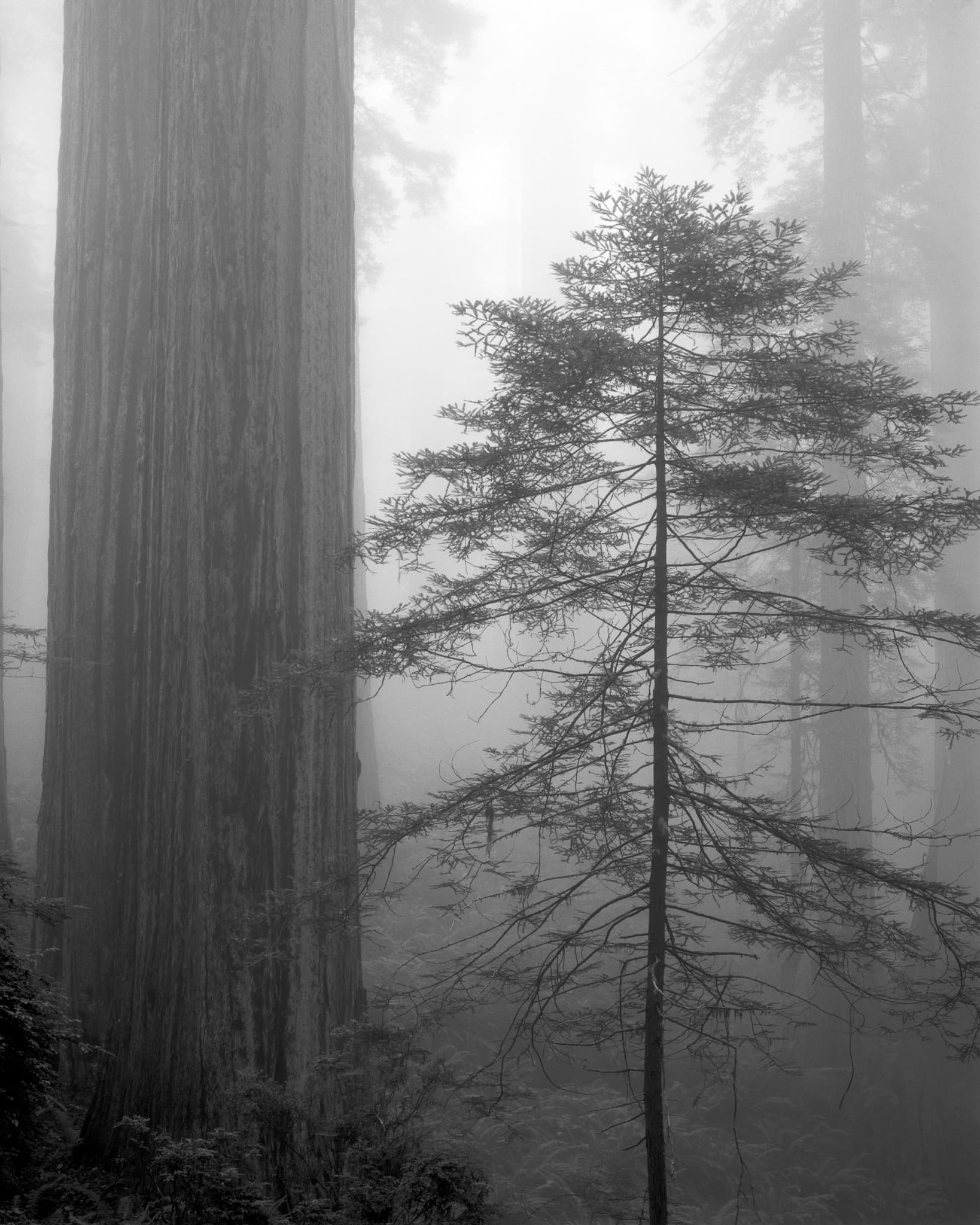 The redwood has no top and no bottom in this frame, California. Photograph by Marty Quinn