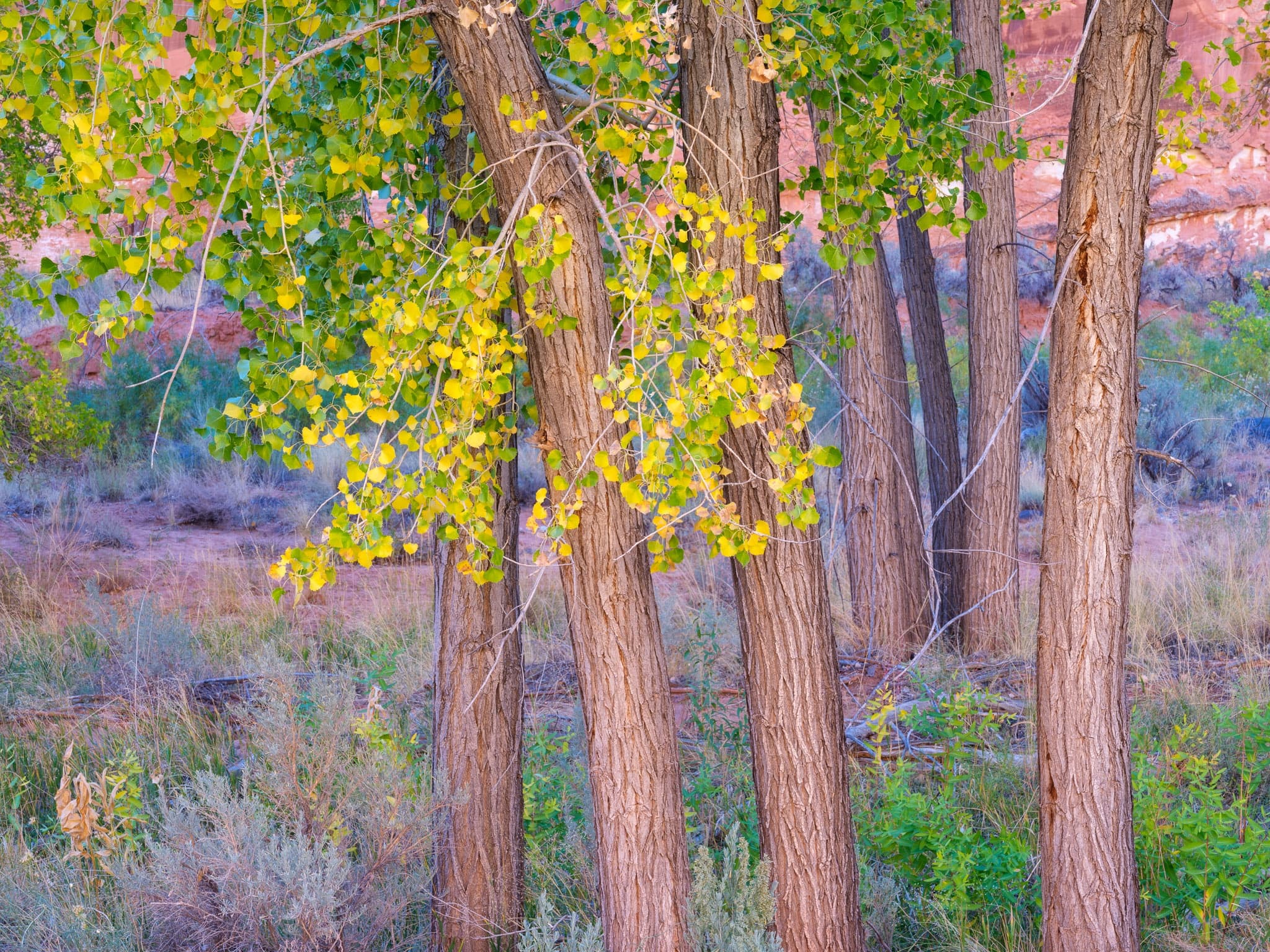 Cottonwood trees in early fall color lit by reflected canyon light — the leaves translucent and warm, the shadows soft, Utah. Photograph by Marty Quinn