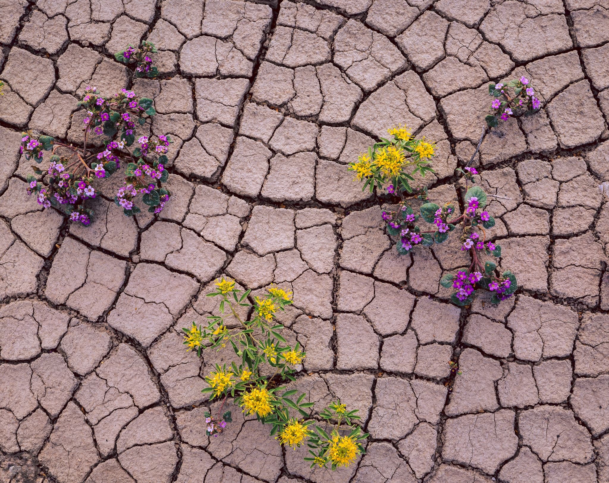 Wildflowers pushing through cracked desert mud in spring — the fractured earth pattern and the blooms are equally the subject, Utah. Photograph by Marty Quinn