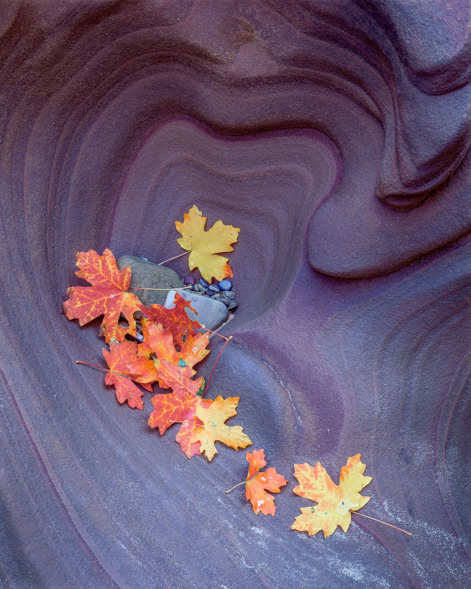 There's a hollow in the Zion sandstone that erosion carved into roughly the shape of a heart, Utah. Photograph by Marty Quinn
