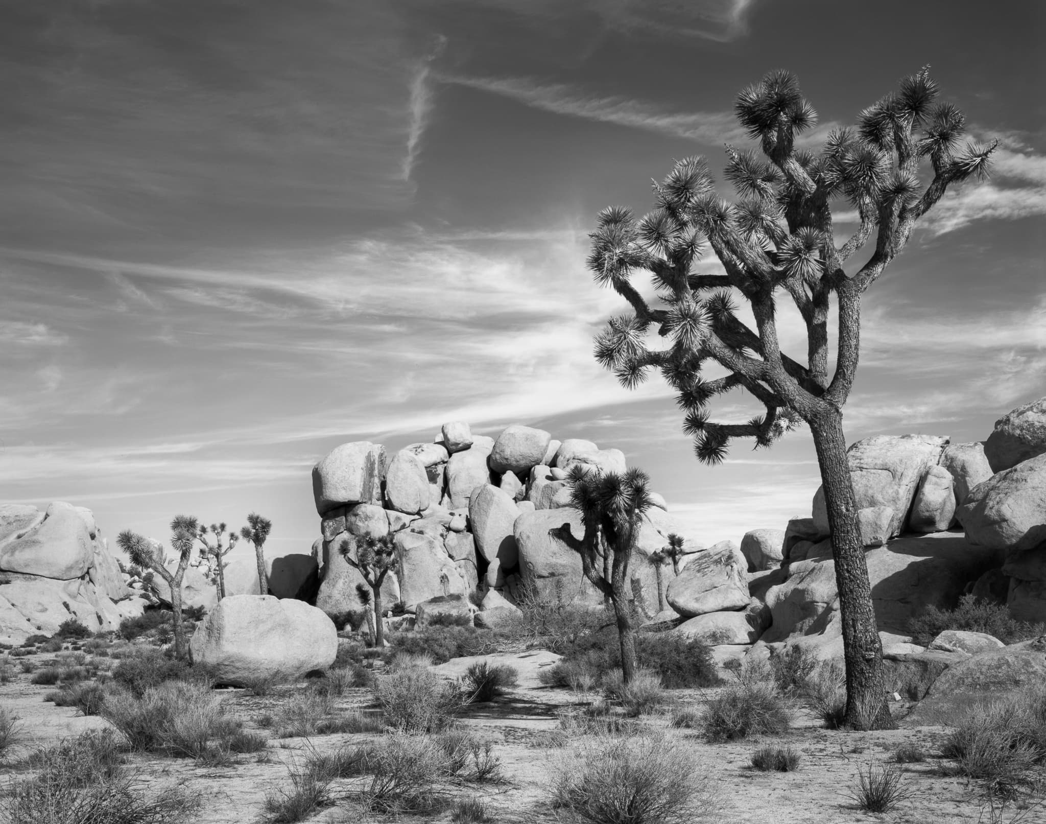 A large Joshua Tree among the granite boulders of Joshua Tree National Park at sunset — the high wispy clouds were rare that day, and combining both the tree and the rocks in one balanced frame was the goal, California. Photograph by Marty Quinn