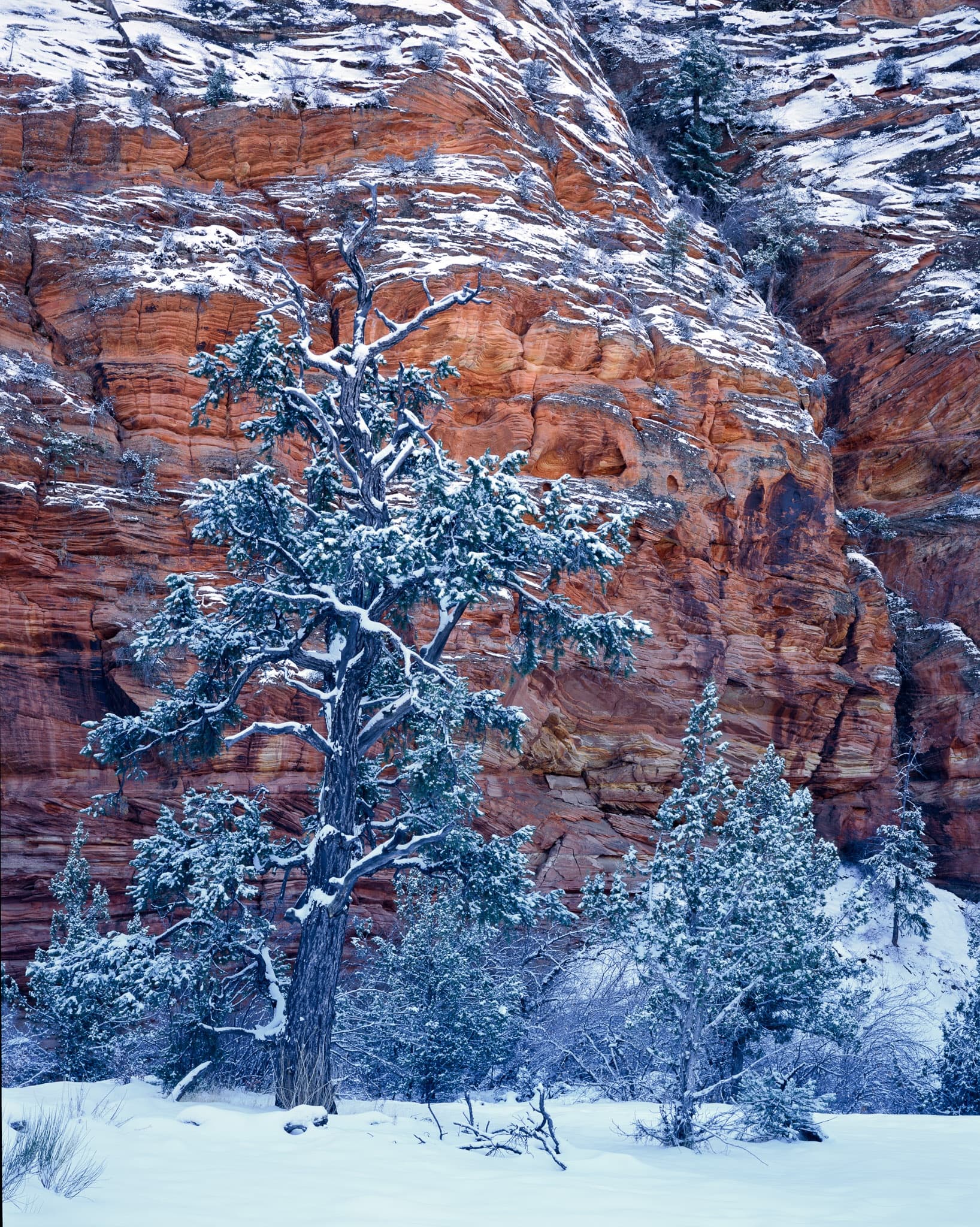 Zion in a snowstorm changes character entirely, Utah. Photograph by Marty Quinn