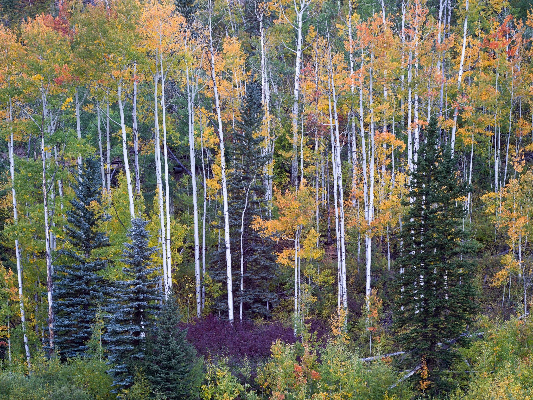Colorado's San Juan Mountains in peak fall color — aspen stands gone full yellow-gold against the high ridgelines. Photograph by Marty Quinn