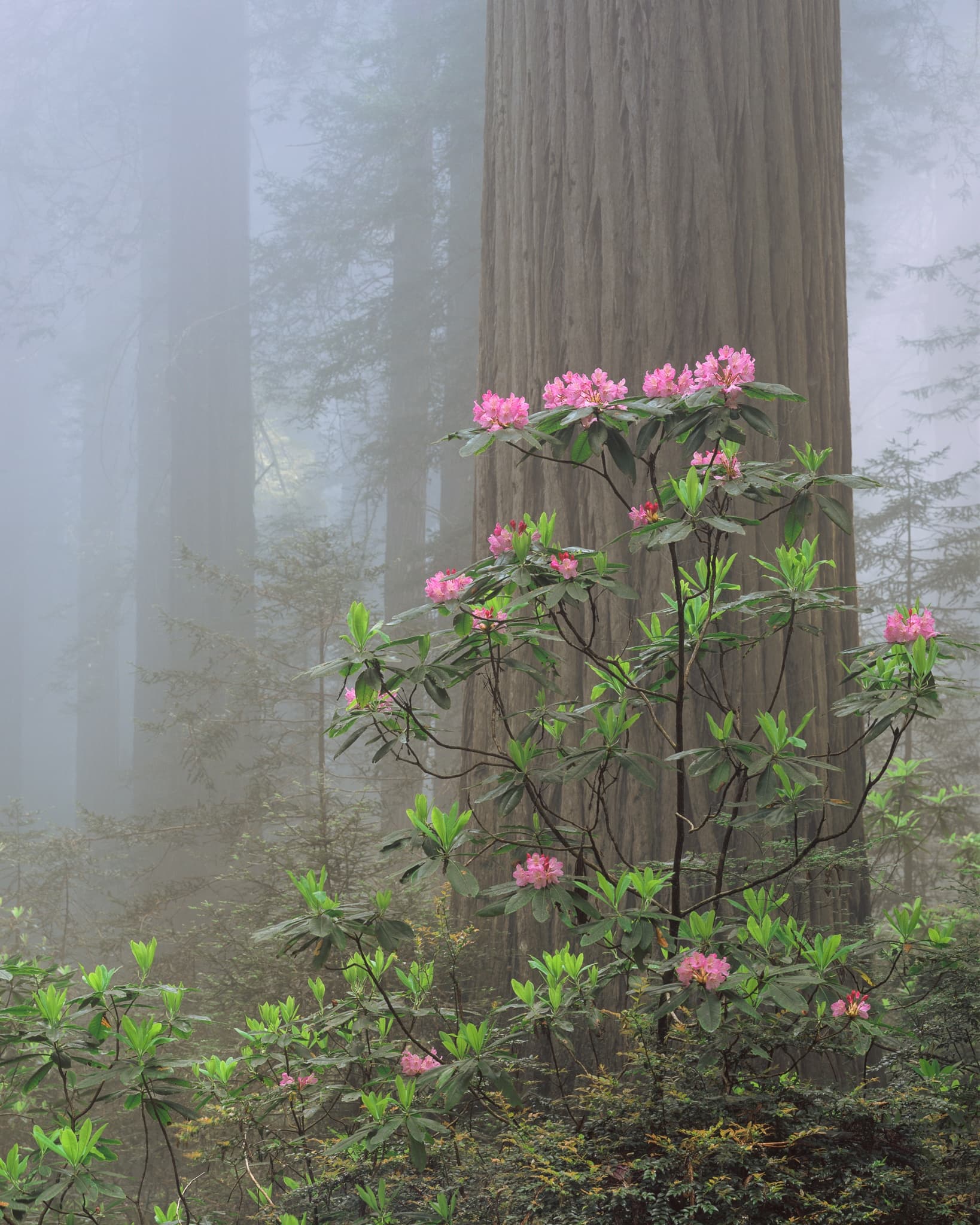 Rhododendron blooming in the fog among coastal redwoods in Northern California. Photograph by Marty Quinn