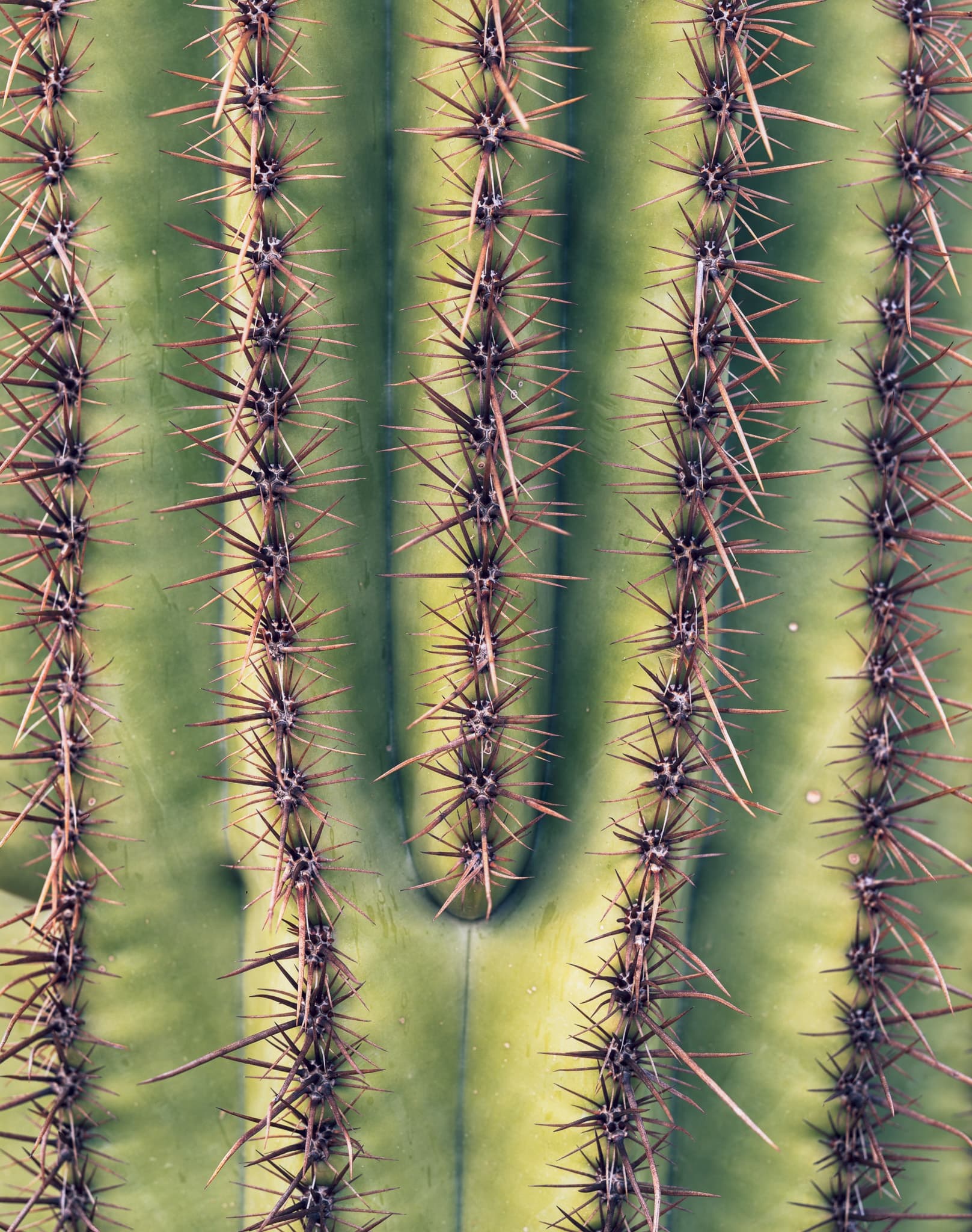 Close study of a saguaro cactus — the ridges, the spines, the geometry of a desert plant that can live 200 years, Arizona. Photograph by Marty Quinn