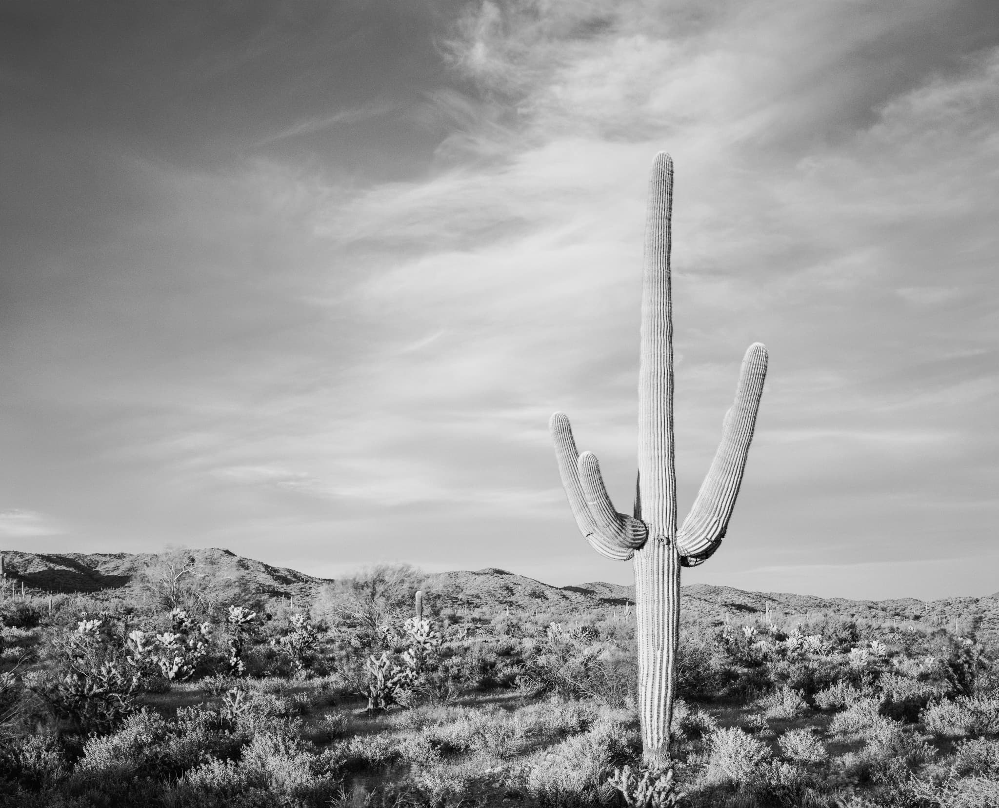A well-shaped saguaro cactus in the Sonoran Desert of Arizona, photographed after waiting for the right combination of low-angle light and clouds. Photograph by Marty Quinn