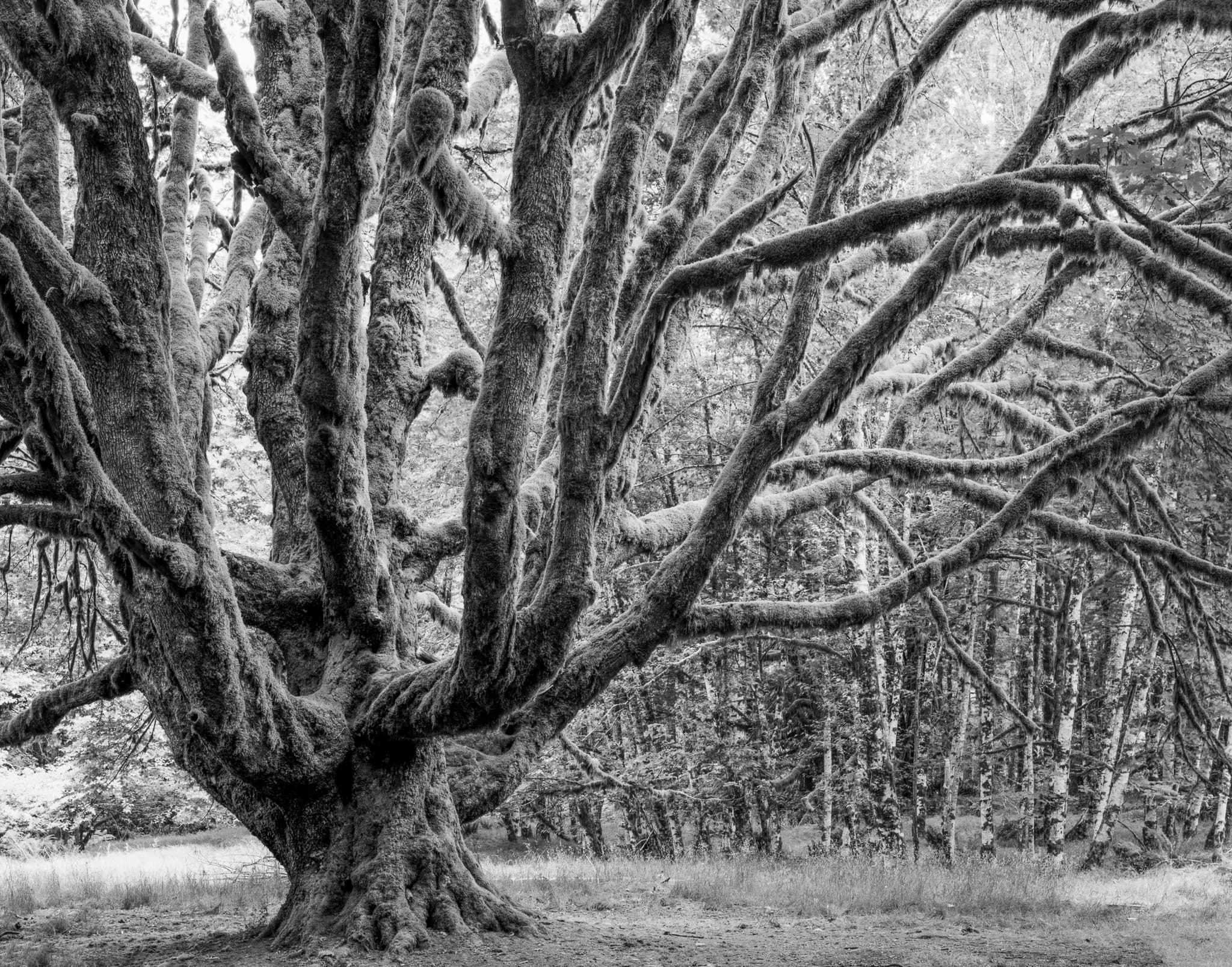 A Big Leaf Maple covered in moss, found by chance on a morning in the Pacific Northwest, Washington. Photograph by Marty Quinn