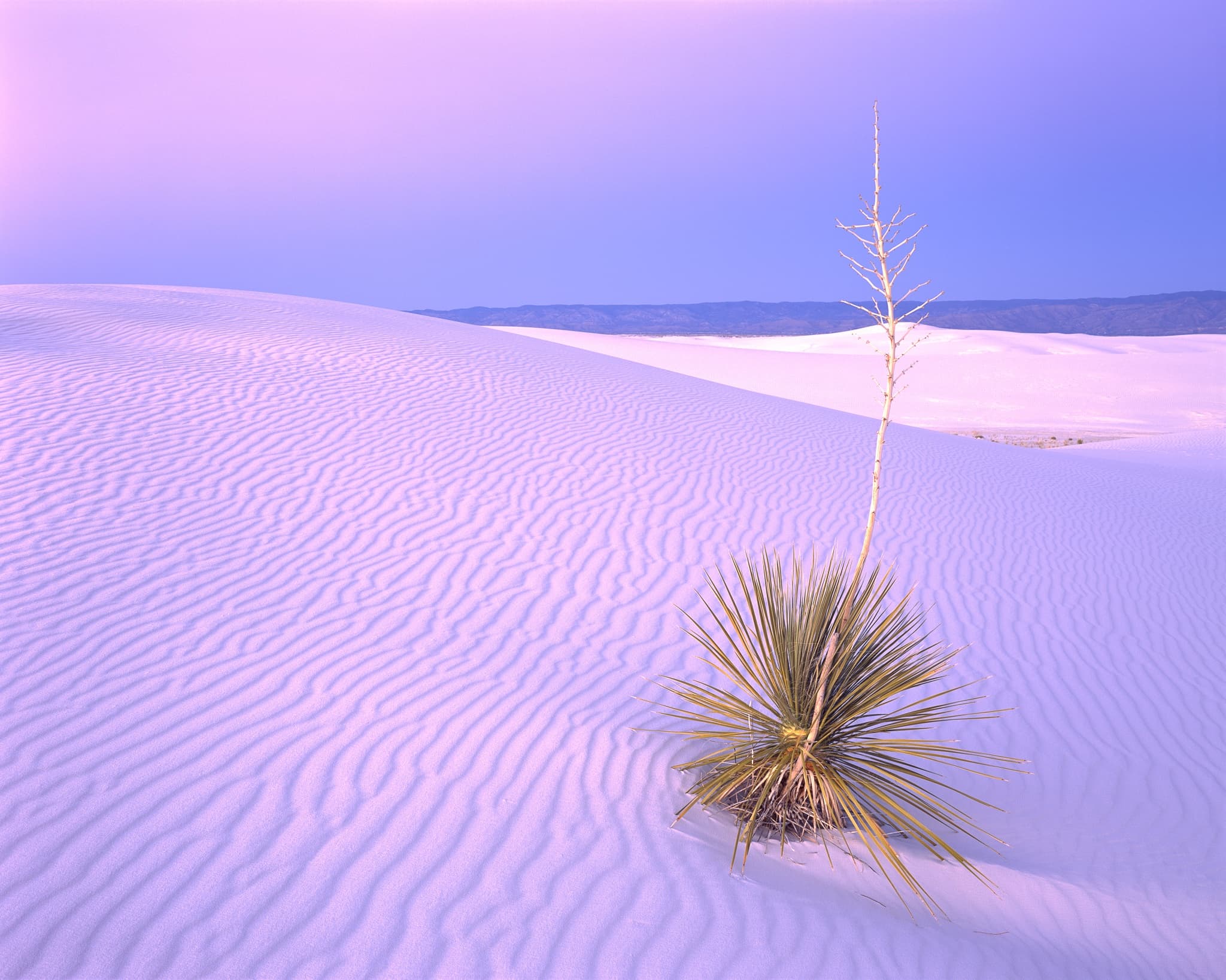 A yucca rising from the gypsum dunes of White Sands National Park in New Mexico. Photograph by Marty Quinn