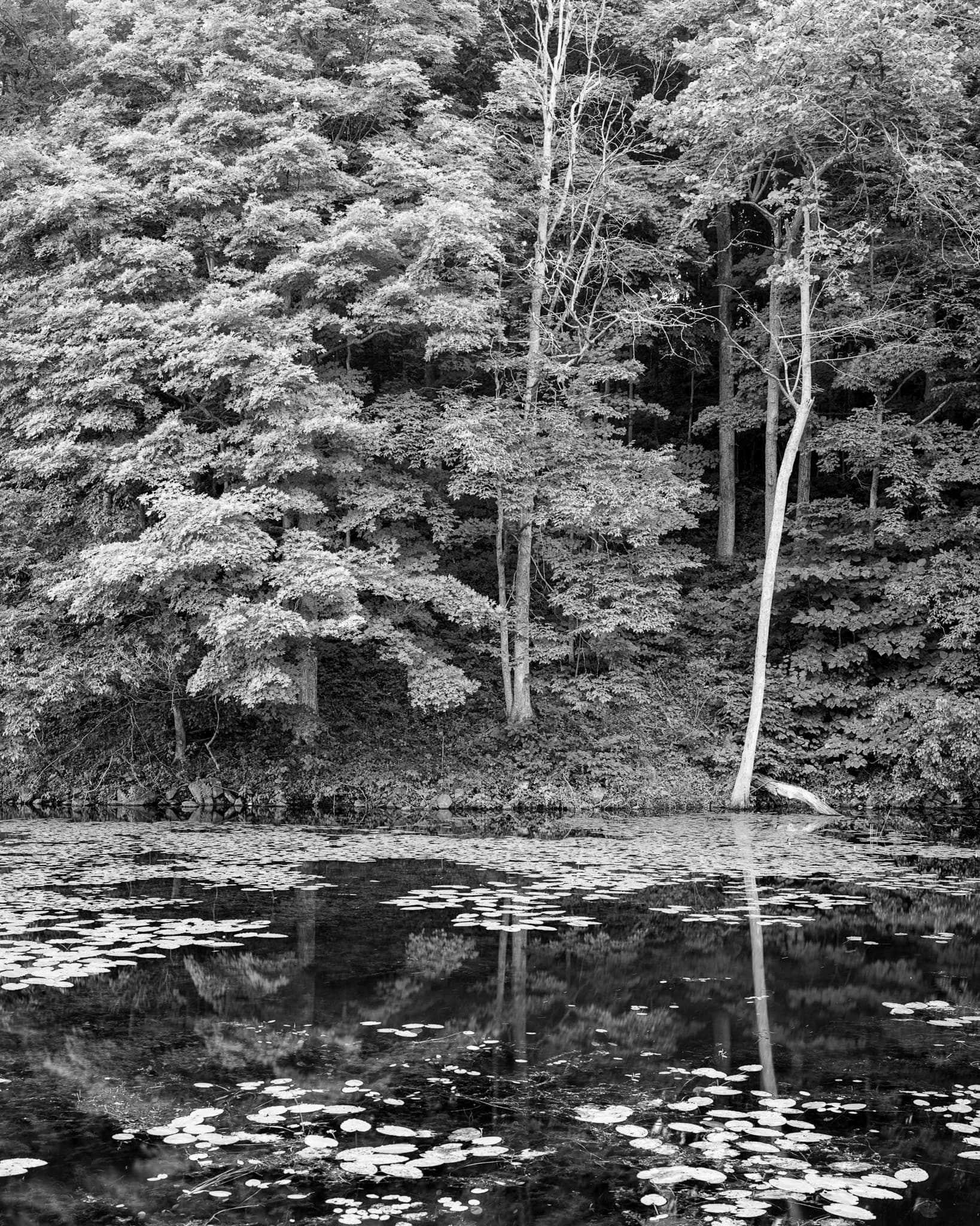 Forest reflected in a still lake in Ontario, Canada — the trees mirrored in the dark water, lily pads dotting the surface, International. Photograph by Marty Quinn
