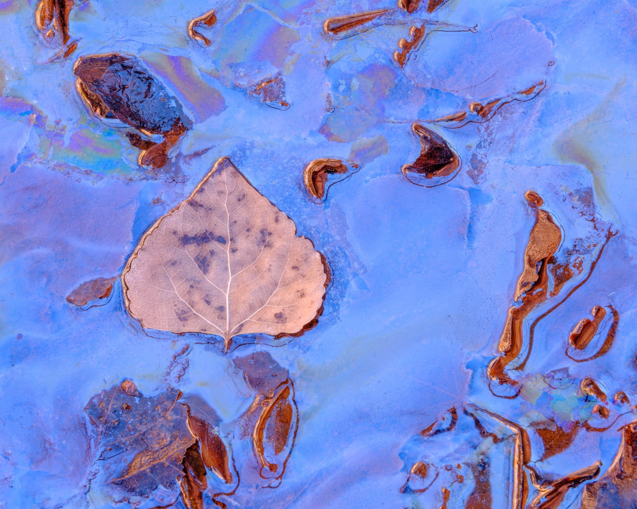 A fallen leaf in a canyon stream in the American Southwest — the oils from the decaying leaf create a prismatic sheen on the surface, turning even a colorless leaf into a study in refracted light, Utah. Photograph by Marty Quinn