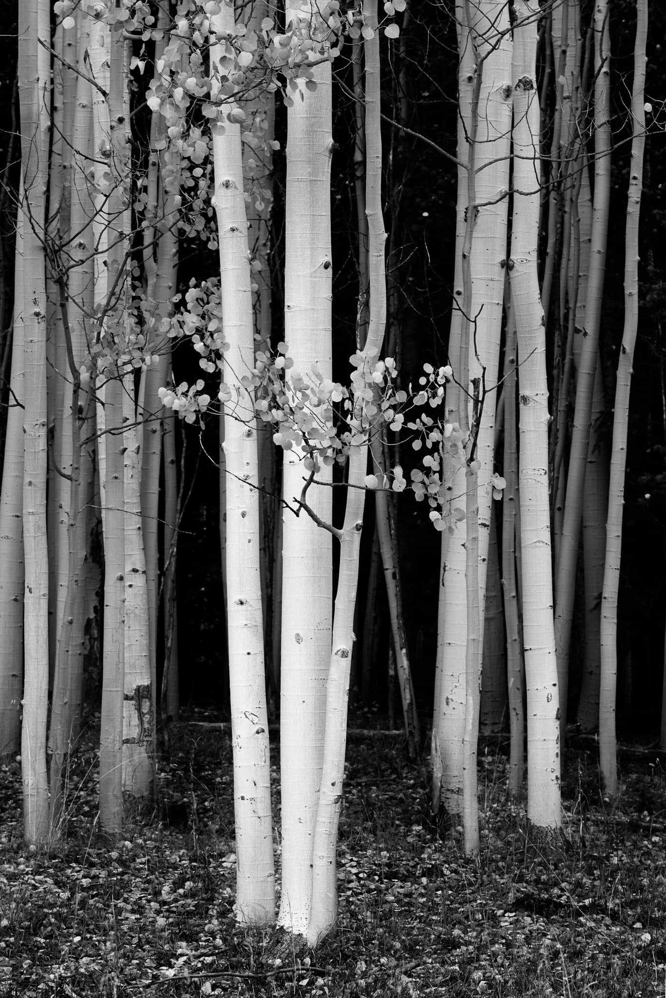 White aspen bark catches the light against a dark autumn forest, the last few leaves still holding on, Colorado. Photograph by Marty Quinn
