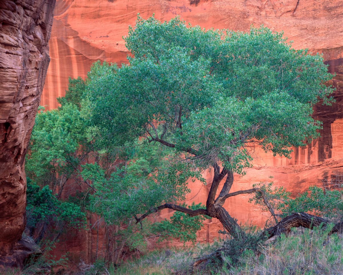 Crooked Cottonwood