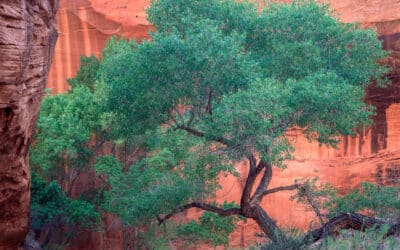 The Magic of Bounce Light: Capturing Reflected Light in Canyons