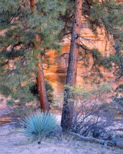 Yucca and Pine Trees