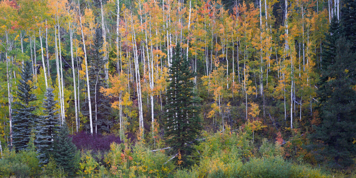 Aspen Pano