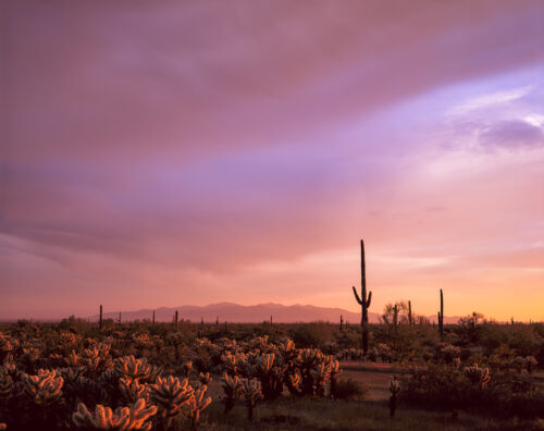 Golden Light Saguaro