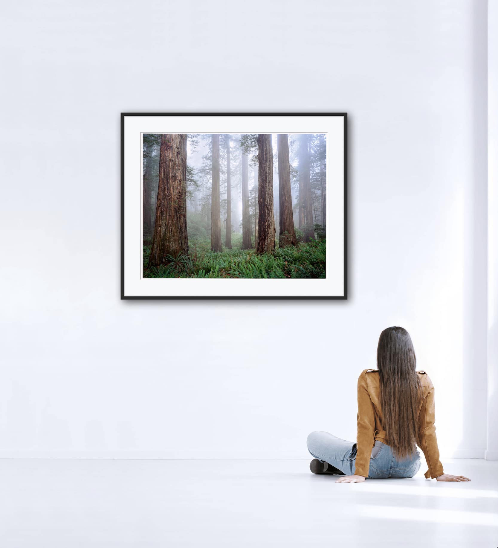 Redwood Fog Framed