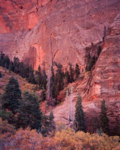 Zion Canyon Glow