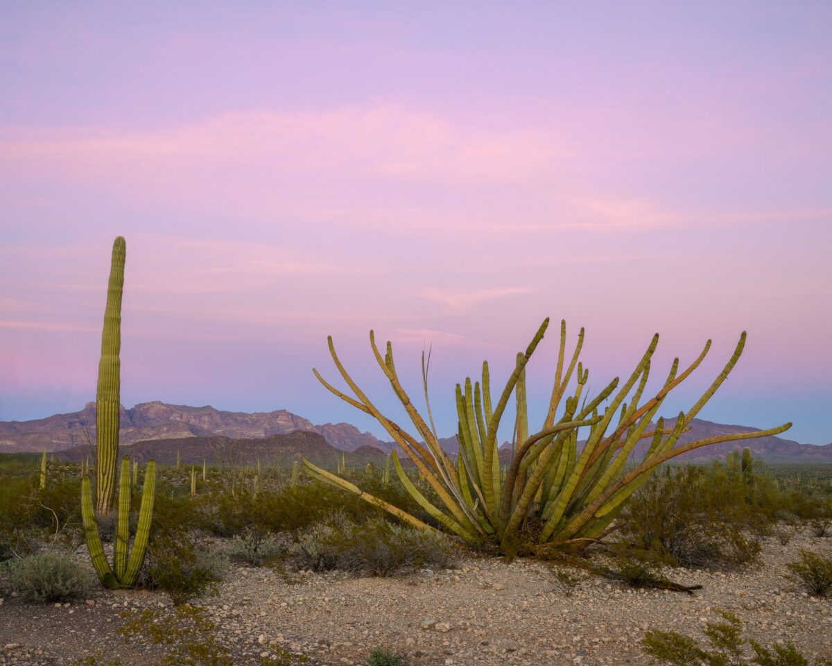 Organ Pipe Sunset