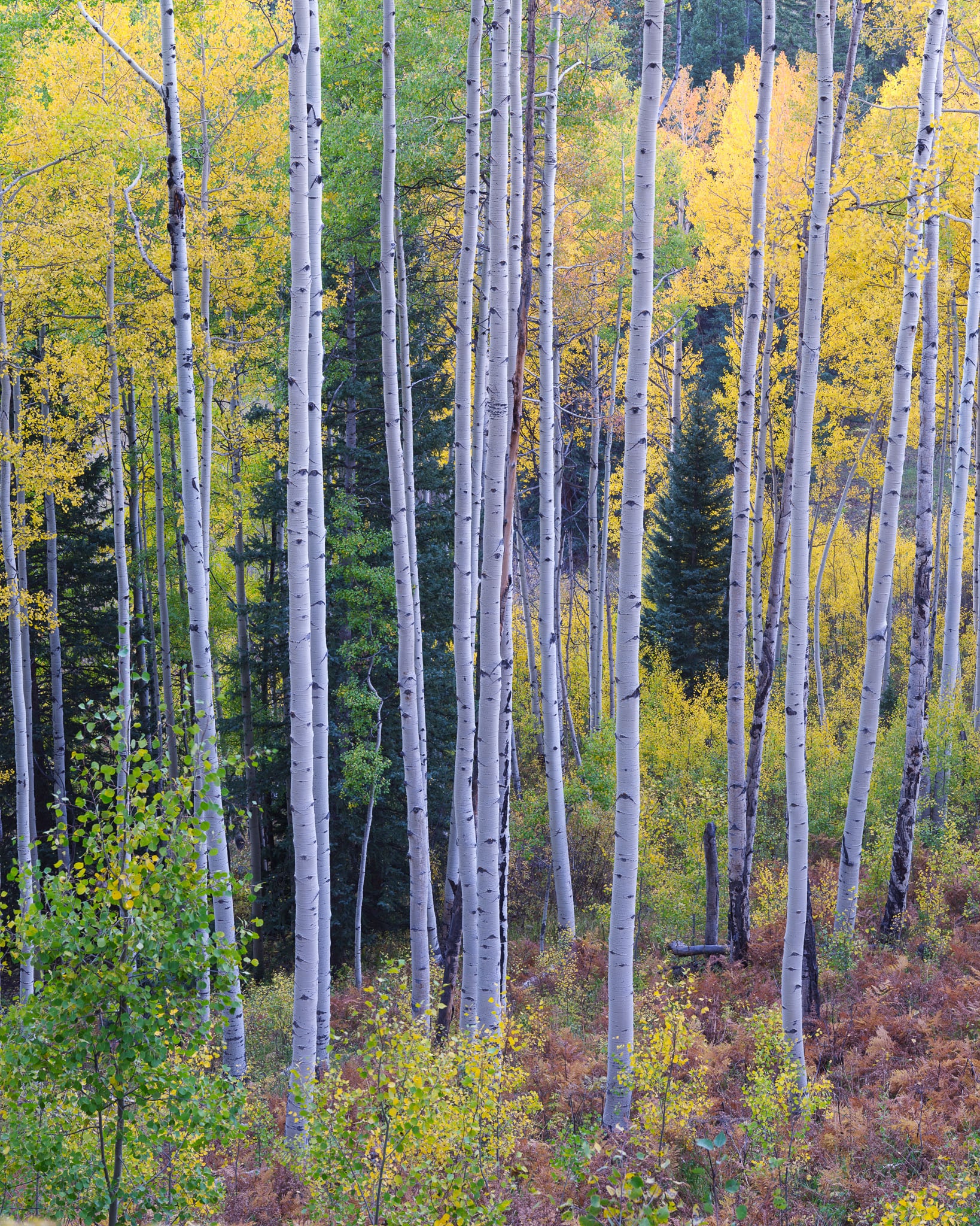 Colorado Fall Color