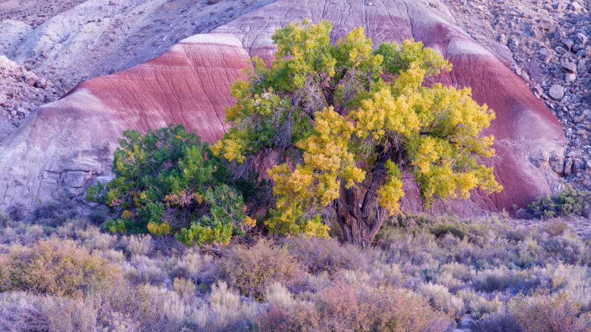 Cottonwood and Bentonite Hill