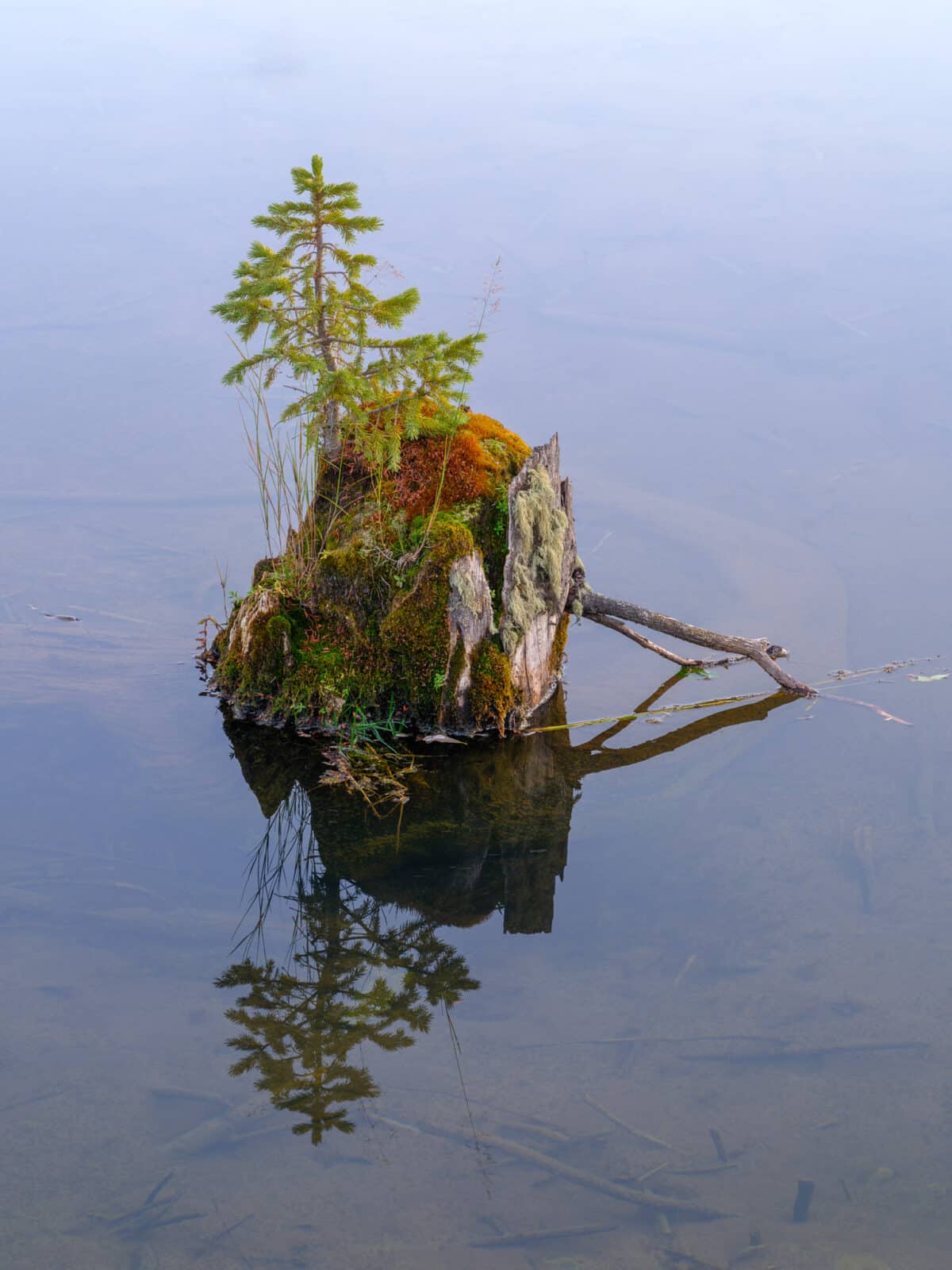 Engelmann's Spruce Sapling