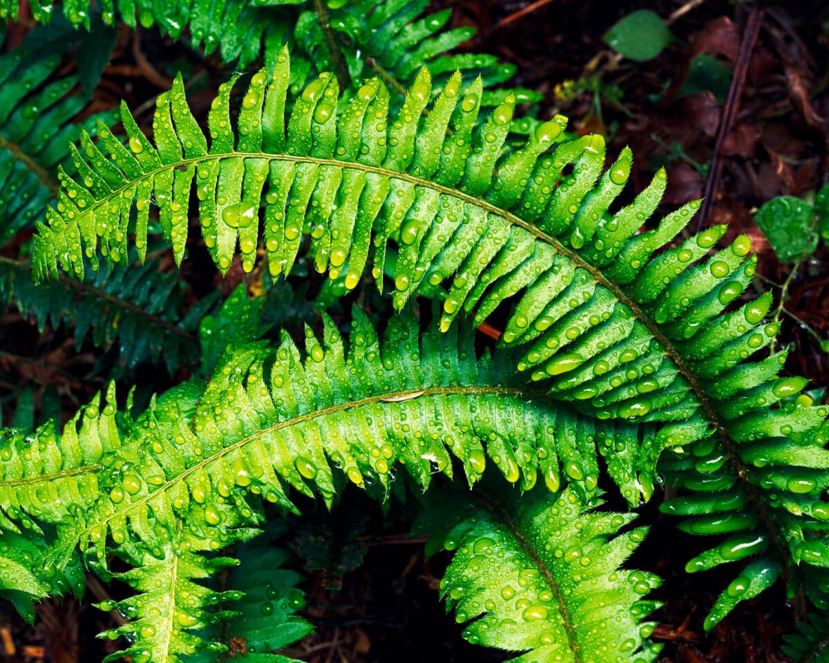 Water Drops on Fern